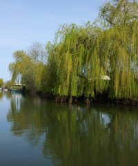 La Sèvre Niortaise – Secteur Rivière du Moulin du Marais